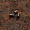 Daily Customs Headless Screws For 91.2 And 91.2+ Model Scales -Professional Kitchen Tool Store DC912HLSCREW Daily Customs Headless Screws